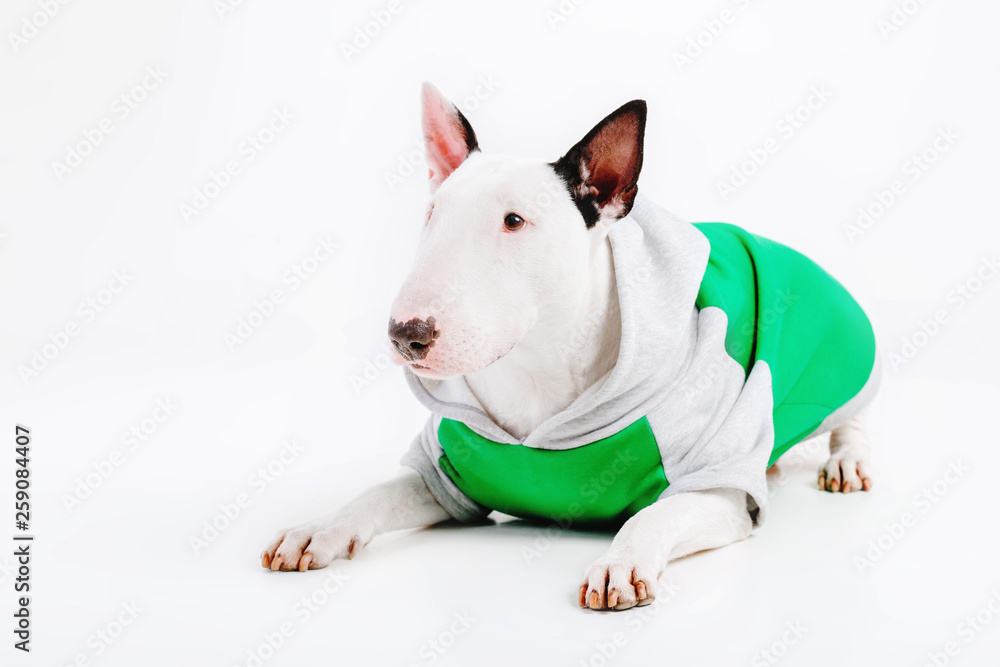Bull Terrier Dog. Clothes for dogs. Dressed dog isolated on white background