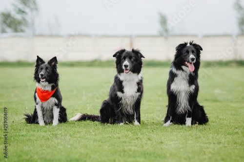 Group of three bordered collie dogs sitting together on grass