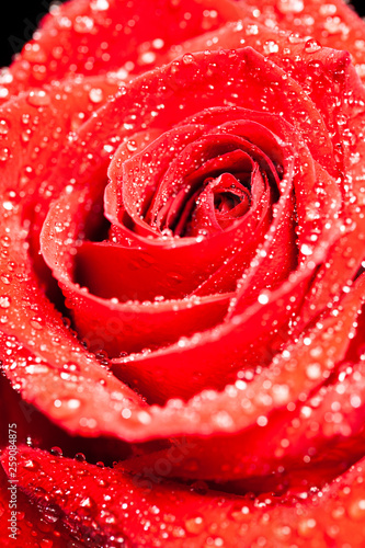 Single beautiful red rose with raindrops over black background
