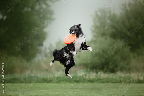 Canvas Print Border collie dog catches a flying disc