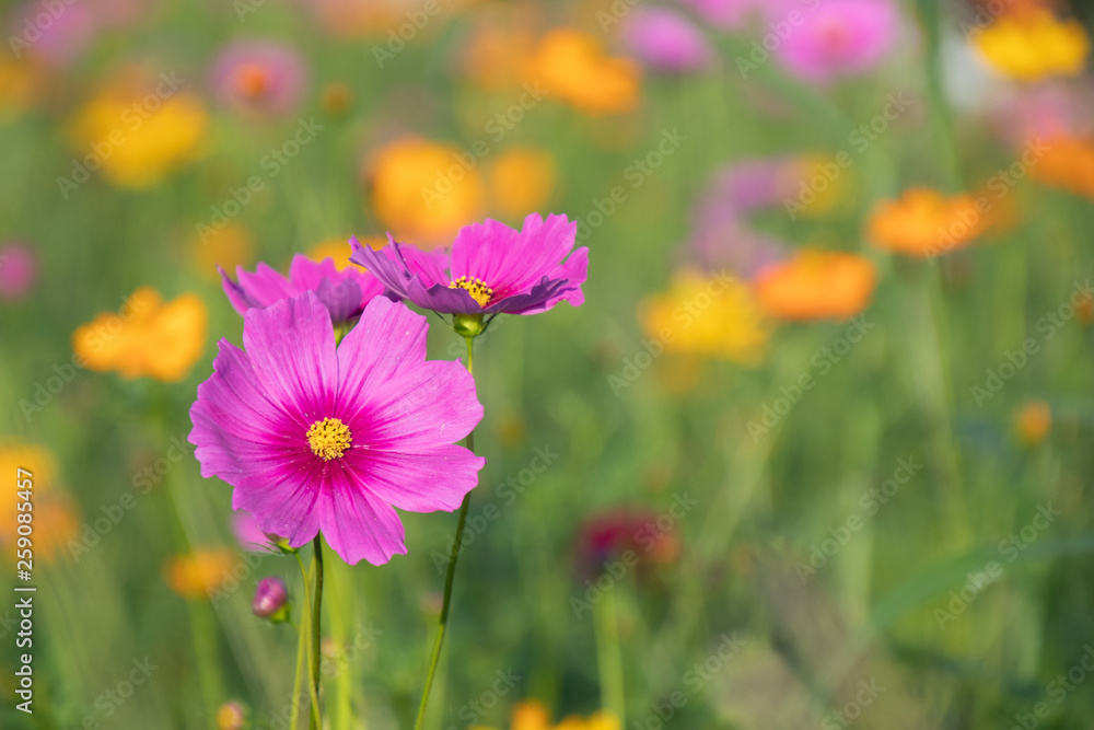 Pink and yellow cosmos flower field background.Beautiful cosmos flower natural garden in countryside.Flower field in summer concept. Pink and yellow cosmos flower field background.Beautiful cosmos flower natural garden in countryside.Flower field in summer concept.