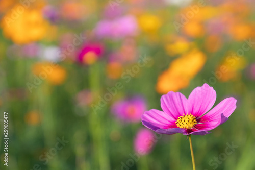 Pink and yellow cosmos flower field background.Beautiful cosmos flower natural garden in countryside.Flower field in summer concept.