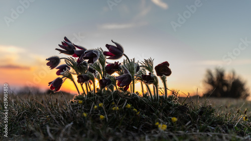 Pulsatile anemones at the end of the day at sunset © serge