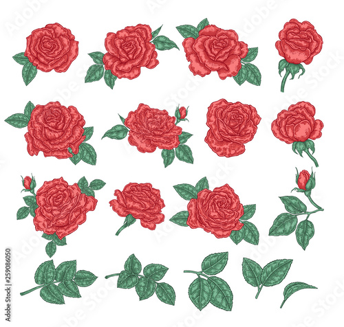 Collection of red roses. Rose flowers, leaves and buds isolated on white background. Hand drawn vector illustration. Floral design elements.