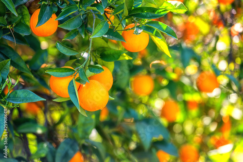 Orange garden in sunlight with rape orange fruits on the sunny trees and fresh green leaves. Mediterranean natural agricultural background