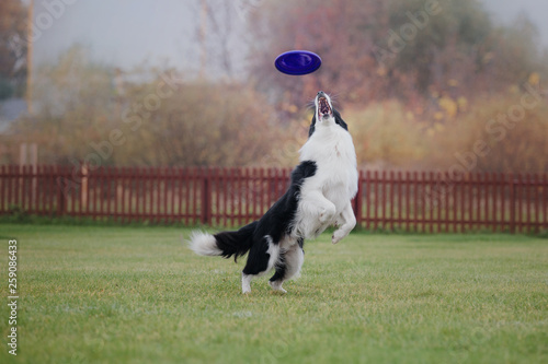 Border collie dog catches a flying disc