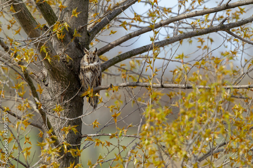Waldohreule im Frühling auf Baum sitzend