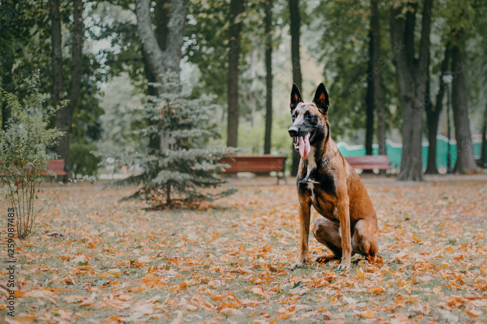 Belgian Shepherd dog (Malinois dog) at autumn park