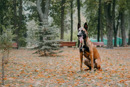 Belgian Shepherd dog (Malinois dog) at autumn park