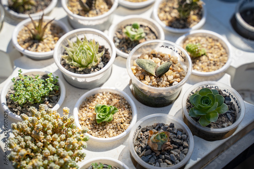 Collection of various cactus and succulent plants in different pots selling at market