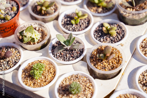 Many different cacti in flowerpots mix selling in flowers store, top view. Garden center with lot potted small cactus plants sale on flower market. Various succulent in pots retail