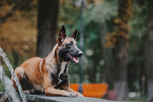 Bild auf Leinwand Belgian Shepherd dog (Malinois dog) at autumn park