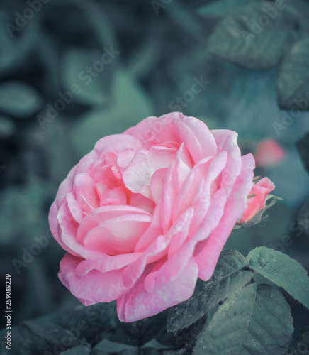 gently pink roses, rose bush, nature