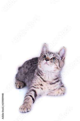 Cat looking up on white background