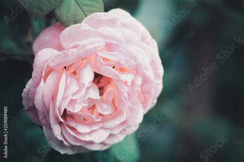 gently pink roses, rose bush, nature