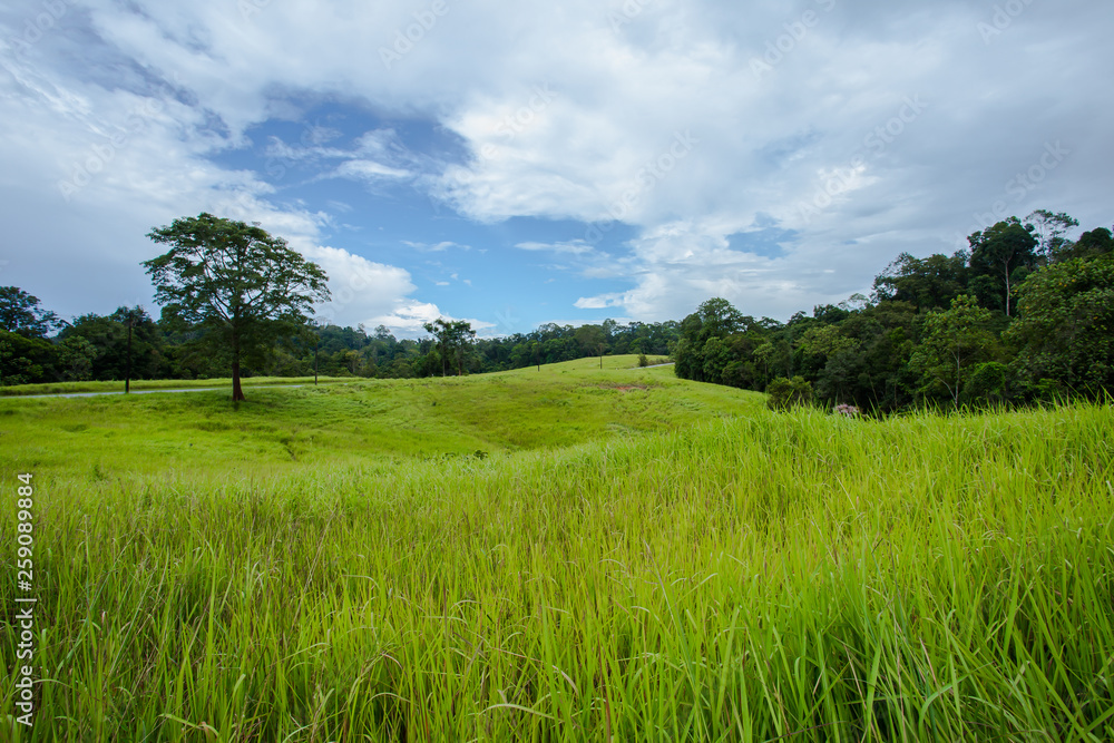 Summer, Khao Yai National Park, Land, Thailand, Agricultural Field