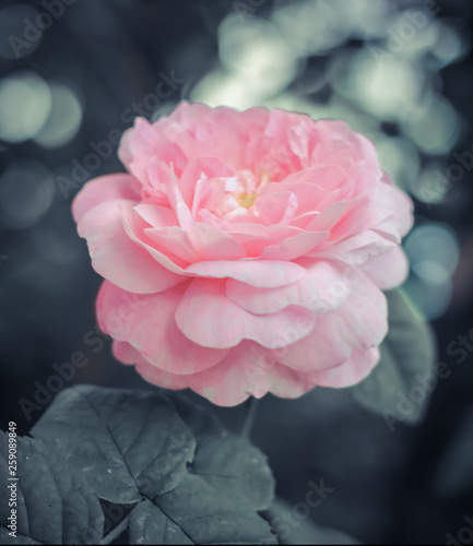 gently pink roses  rose bush  nature