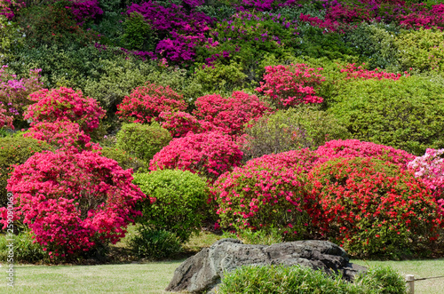 Rhododendron, Azalee, Garten, japanisch
