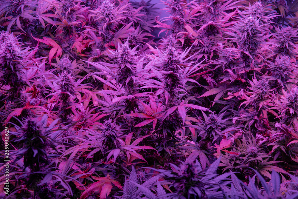 medical marijuana strains with high level THC CBD elements. Closeup flowering buds in details medical marijuana strains with high level THC CBD elements. Closeup flowering buds in details