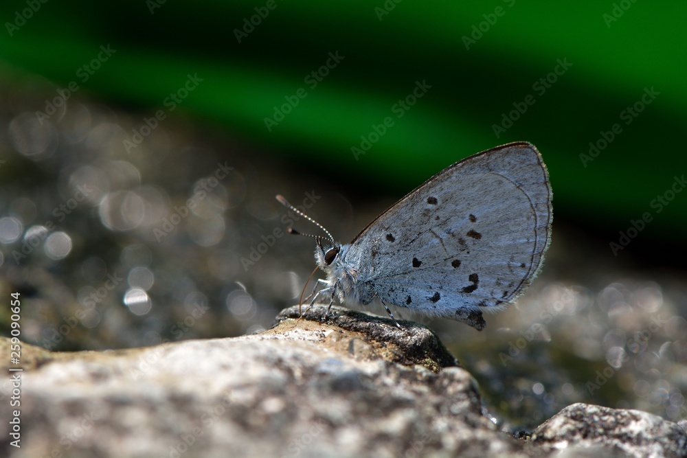 Obraz premium Butterfly from the Taiwan (Celastrina sugitanii shirozui) Cedar Valley Glass butterfly in water