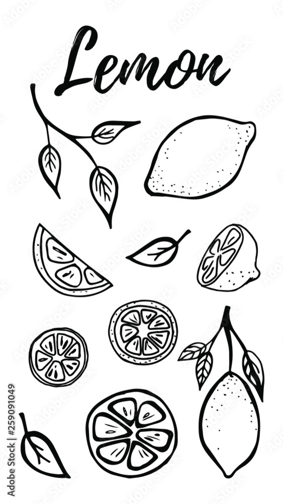 Fototapeta premium Hand drawn fruits lemon set vector illustration isolated on white background. Whole, parts, leaves and brunches sketch style collection