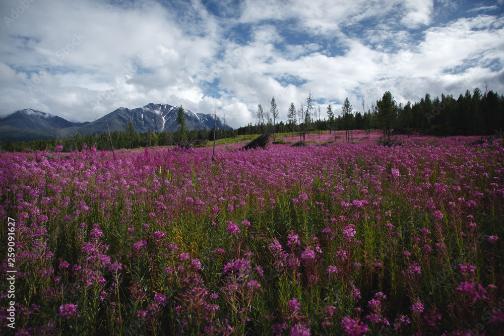 Obraz premium The concept of medicinal herbs. Flowers of Ivan-tea in the Altai highlands. Flower lilac field