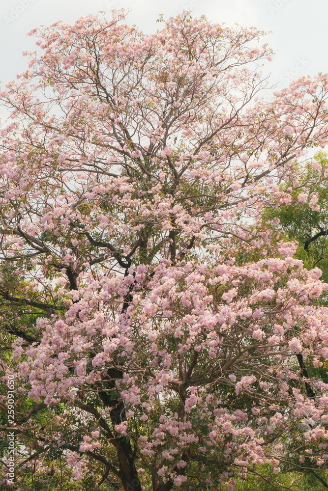 Selective focs beautiful Tabebuia Rosea flower blooming in spring season.Also called Pink Poui,Pink Tecoma and Rosy Trumpet tree.Close up blooming sweet flower. Selective focs beautiful Tabebuia Rosea flower blooming in spring season.Also called Pink Poui,Pink Tecoma and Rosy Trumpet tree.Close up blooming sweet flower.