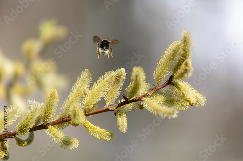 Hummel im Anflug an Weidenkätzchen photo