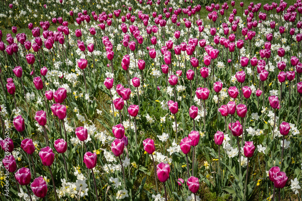 Massif de tulipes