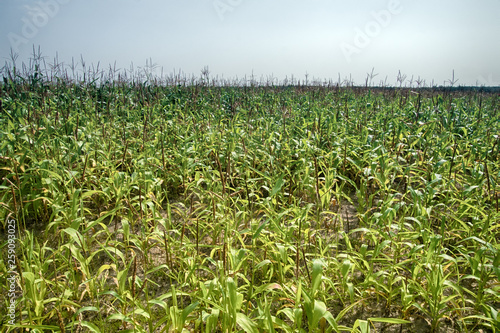 Growing corn for green fodder (silage)