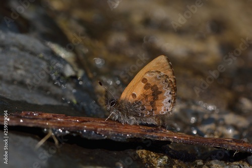  Butterfly from the Taiwan (Orthomiella rantaizana) Una rantaizana butterfly in water