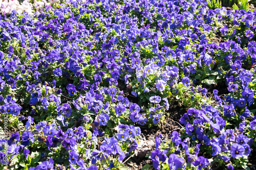 Spring garden with violet  flowers.