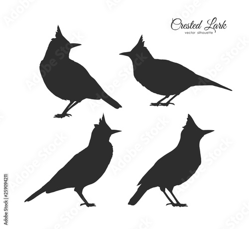 Set of four Silhouette of Crested Lark. Little birds on white background