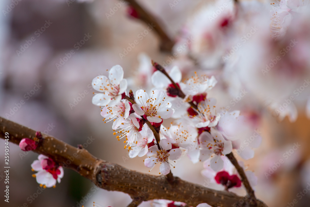 Spring border or background art with pink blossoms. Nature scene with blooming apricot tree. Spring border or background art with pink blossoms. Nature scene with blooming apricot tree.