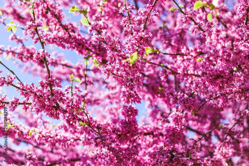 blooming tree against the blue sky. blooming tree against the blue sky.
