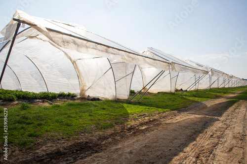 Erdbeeranbau in Foliengewächshäusern, Erwärmung durch Mulchfolien