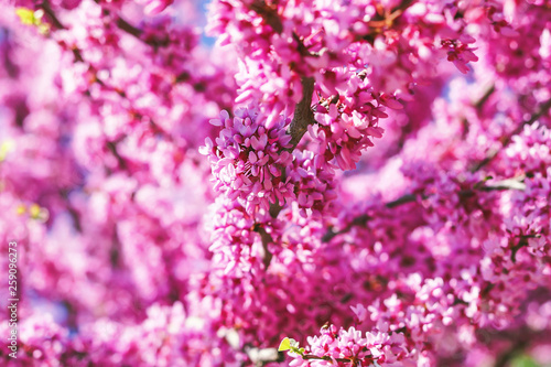 blooming tree against the blue sky.