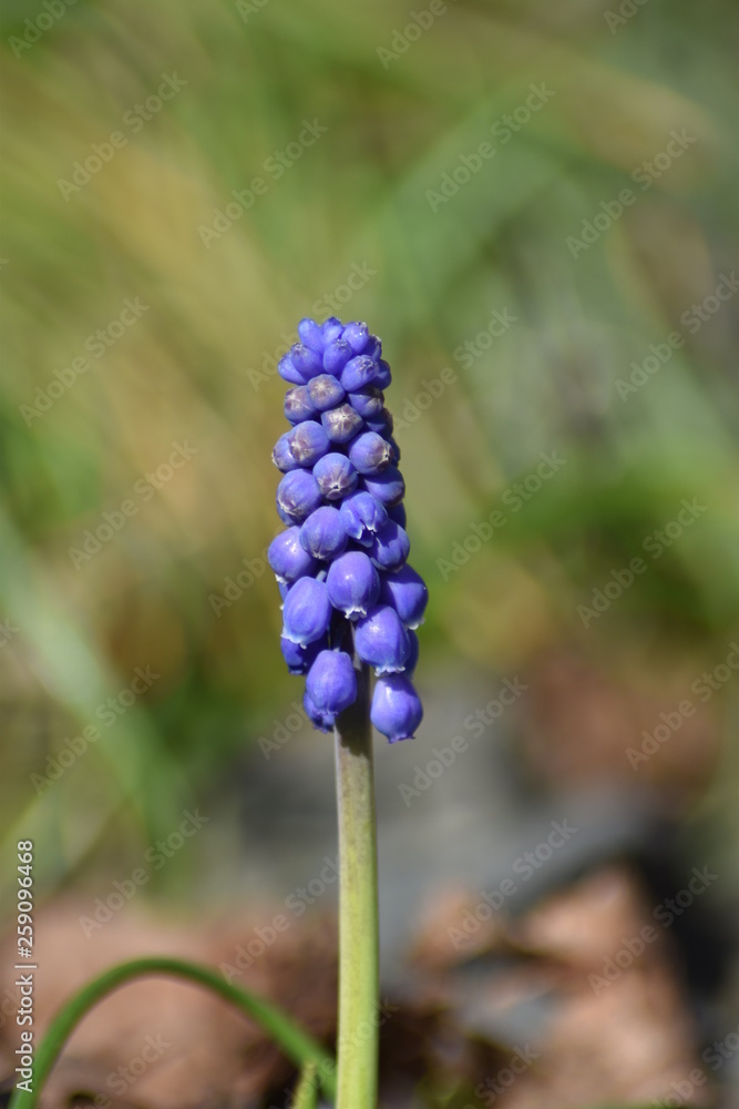 Armenische Traubenhyazinthen (Muscari armeniacum) Armenische Traubenhyazinthen (Muscari armeniacum)
