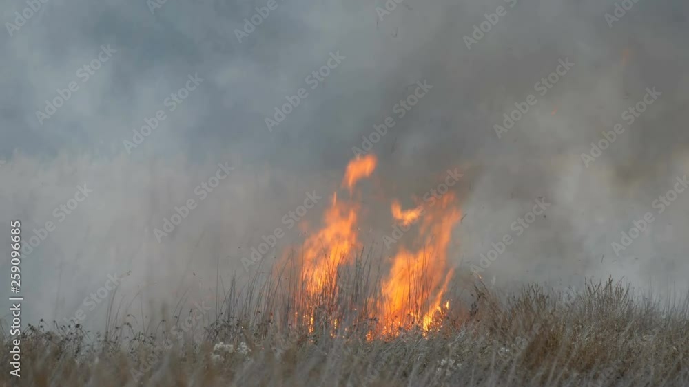 A huge high flame of a storm fire that burns dry grass and bushes in the forest steppe. Burning fire in nature, natural disaster A huge high flame of a storm fire that burns dry grass and bushes in the forest steppe. Burning fire in nature, natural disaster
