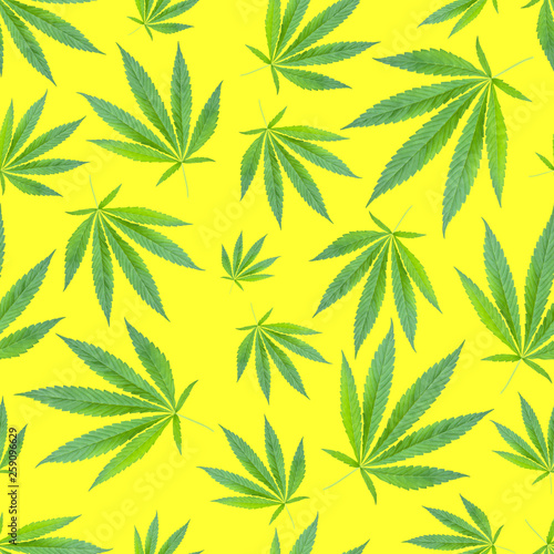 Summer green leaves weed seamless pattern on yellow background. cannabis  drugs  marijuana  hemp background.