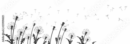 The dandelion Flowers with flying seeds.