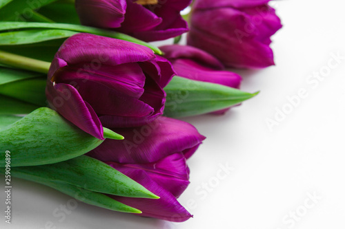 Fresh tulip flowers isolated on white background