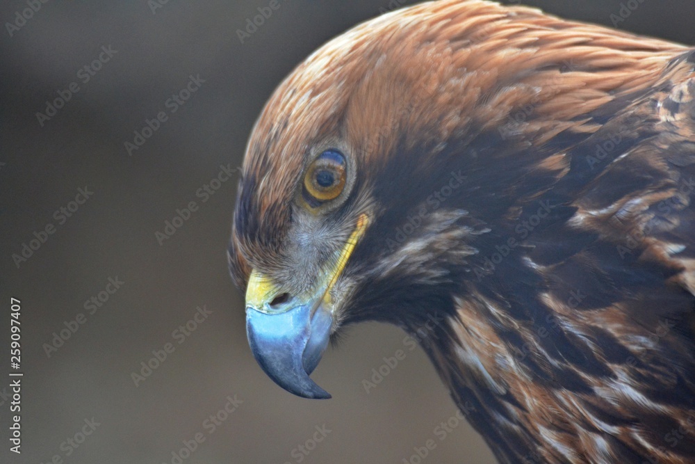 Naklejka premium Golden eagle close-up