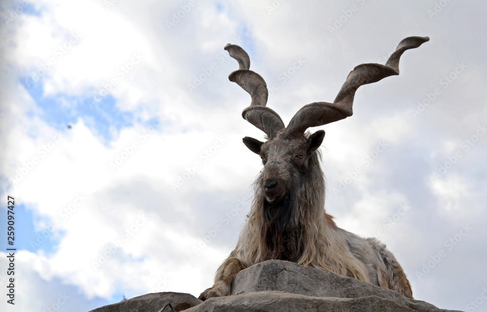 Goat with twisted horns Goat with twisted horns