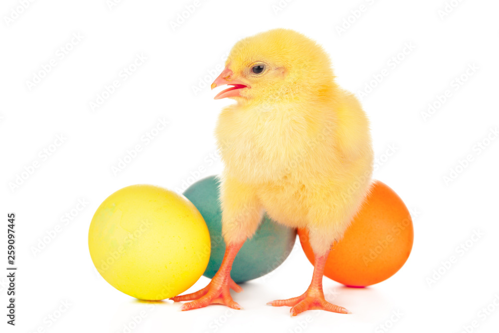 Easter colorful eggs and cute little chicken isolated on white Easter colorful eggs and cute little chicken isolated on white