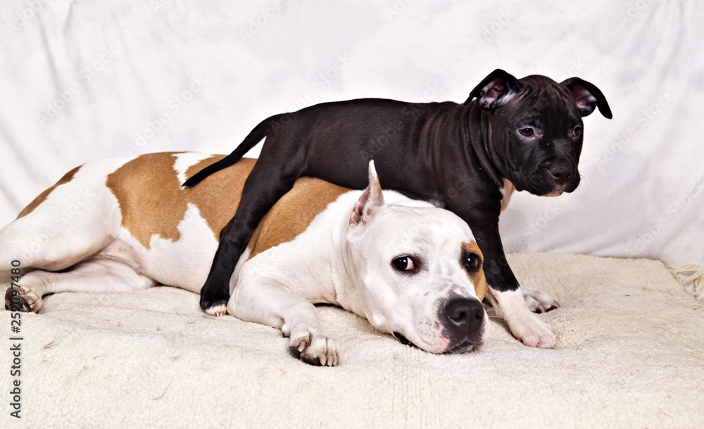  American Staffordshire Terrier puppy climbing over his mother
