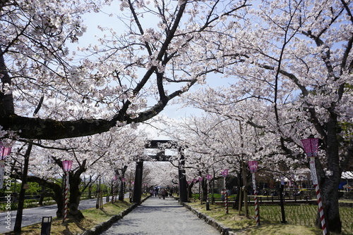 Cherry blossoms and shrine gate