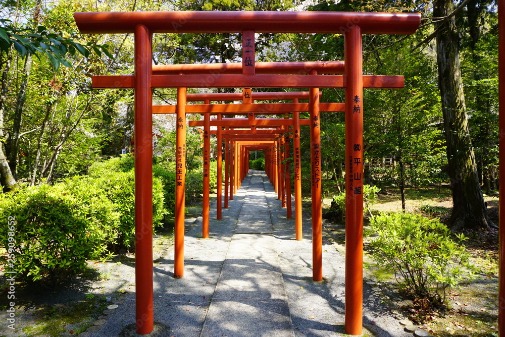 Red shrine gates in Japan