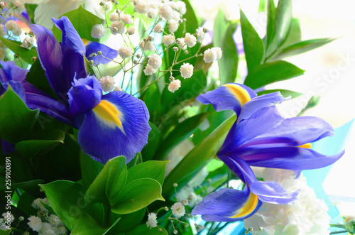 Close-up bouquet of fresh flowers of blue irises with yellow petals and green stems