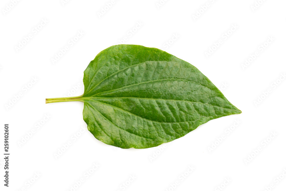 Fototapeta premium Image of Piper sarmentosum or Leafus leaves on white background. Nature.